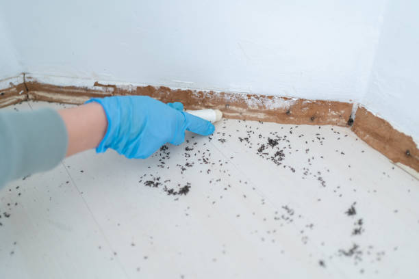 Best Affordable Exterminators  in Rosemont, CA